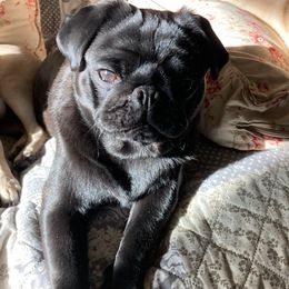 Pugs from Maureen's Pugs