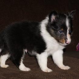 Rottweiler and Shetland Sheepdog Puppies from Mountain High Kennels