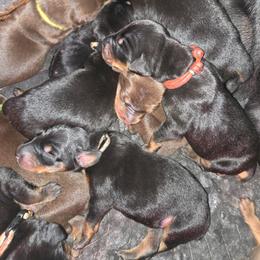 Female 7 - Black and rust female Doberman Pinscher puppy in Lake City, Florida from Providence Kennels