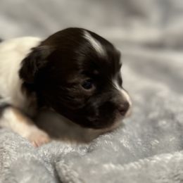 Berger Picard and Havanese Puppies from Rhythm Rock Ranch