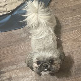 Twinkie - Shih Tzu