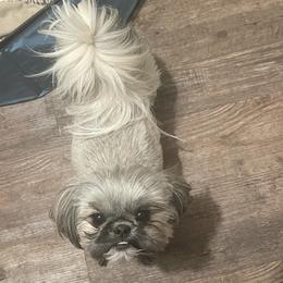 Twinkie - Shih Tzu