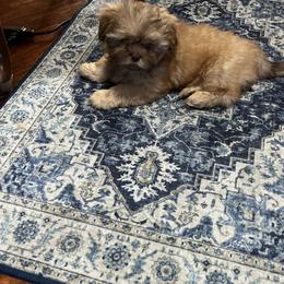 Shih Tzu Puppies from Oregon Shih Tzu