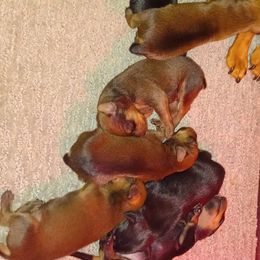 Miniature Pinscher Puppies from Meek's Min Pins