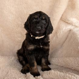 Sabrina Spellman - Phantom female Goldendoodle puppy in New River, Arizona from Sonoran Standard Doodles