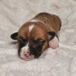 Pumpkin - Red male Pembroke Welsh Corgi puppy in Northwood, Iowa from Sorrel Sands Corgis