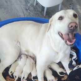 Girl 4 - Yellow female Labrador Retriever puppy in Arizona from Lily's White Labs