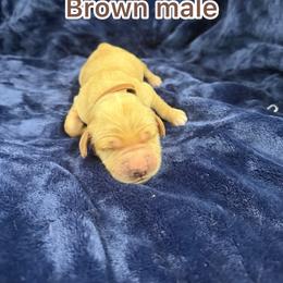Brown - Golden male Golden Retriever puppy in Salt Lake City, Utah from Soaring golden retrievers