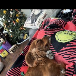 Lady - Cavalier King Charles Spaniel