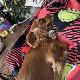 Lady - Cavalier King Charles Spaniel