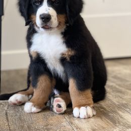 Bernese Mountain Dog and Pembroke Welsh Corgi Puppies from Highland Meadows