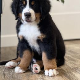 Bernese Mountain Dog and Pembroke Welsh Corgi Puppies from Highland Meadows
