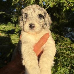 Trout - Merle male Bernedoodle puppy in Coopersburg, Pennsylvania from Deutsch Hund Haus