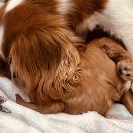 Cavapoos, Golden Retrievers, and Poodles from Circle T Ranch K9s
