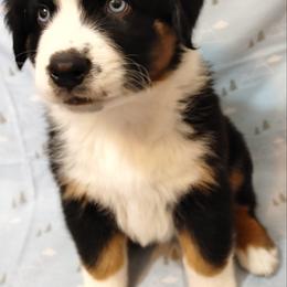 Australian Shepherd Puppies from Craig Creek Aussies