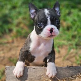 Boston Terrier Puppies from Christy's Boston Butts