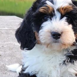 Bernedoodles from Azbernedoodlepuppies