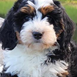 Bernedoodles from Azbernedoodlepuppies