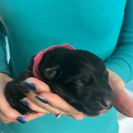 Pink collar - Black and tan female German Shepherd puppy in Rushsylvania, Ohio from Surgenor Shepherds!