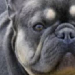 French Bulldogs from Frenchies WV