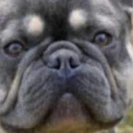 French Bulldogs from Frenchies WV