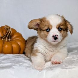 Willie aka Rocky - Sable merle and white male American Corgi puppy in Clarksville, Tennessee from Cold Creek Family Farm LLC