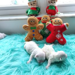 Female Bichon - White female Bichon Frise puppy in Selma, North Carolina from Havenkennels