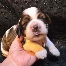 Corporal - Brown and white male Cocker Spaniel puppy in Florence, South Carolina from Reddick's American Cocker Spaniels