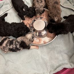 Aussiedoodle, Australian Shepherd, and Other Puppies from RoseWest Farms