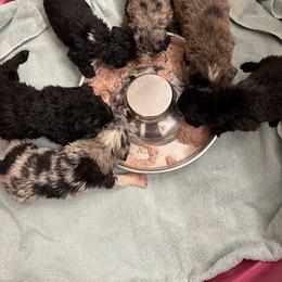 Aussiedoodle, Australian Shepherd, and Other Puppies from RoseWest Farms