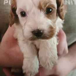 Celine - Blenheim female Cavapoo puppy in Conklin, Michigan from Lake Michigan Couture Cavapoos & Cockapoos