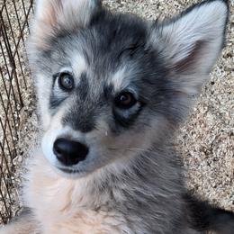 Female 5 - Denali - Staying at IVK - female Native American Indian Dog puppy in Glade Hill, Virginia from Indian Valley Kennels