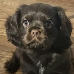 Jack - Chocolate male Cavalier King Charles Spaniel puppy in Eau Claire, Wisconsin from B&C Wigglebutts