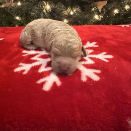 Boy 3 - Red  male Goldendoodle puppy in Bucyrus, Missouri from Hill Top Pomskies