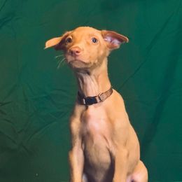 Sonic x Surf male puppy - Chestnut male Pharaoh Hound puppy in Vancouver, Washington from Nefer-Temu Pharaoh Hounds
