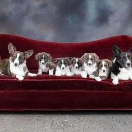 Cardigan Welsh Corgi Puppies from Kanicula Cardigan Welsh Corgis