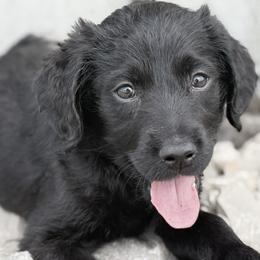 Goldendoodle and Labradoodle Puppies from Rising Star Doodles