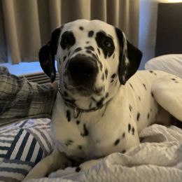Arrow - Dalmatian