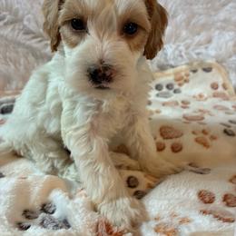 Sneezy - Brown and white male Cockapoo puppy in Adrian, Oregon from ApplebyFarm