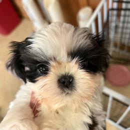 Paris - Gold and white female Shih Tzu puppy in Redmond, Oregon from Jazzie Shih Tzu