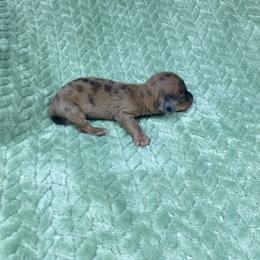 Esme' - Dapple female Dachshund puppy in Richmond, Virginia from Paw Prints