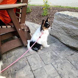 Papillon Puppies from AZSunshine K9's