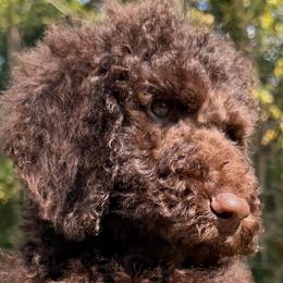 Gray Collar - Chocolate male Goldendoodle puppy in Ringgold, Georgia from Sweet B’s Goldendoodles