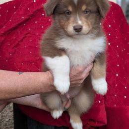 Ceres - Red tri-color male Australian Shepherd puppy in Squaw Valley, California from A&M Australian Shepherds