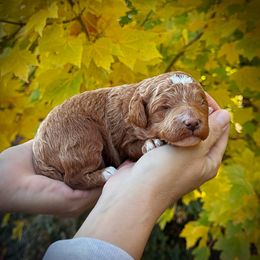 Green Collar Boy - Apricot male Poodle puppy in Modesto, California from Dry Creek Poodles