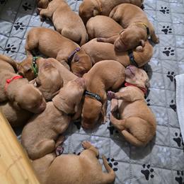 Boy 2 - Yellow male Labrador Retriever puppy in Grand Rivers, Kentucky from Big Water Dreams Retrievers