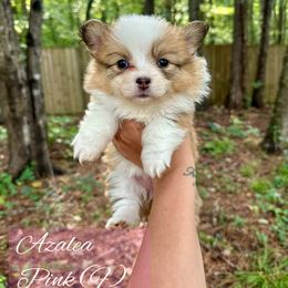 Azalea - Red female Pembroke Welsh Corgi puppy in White, Georgia from Royal Diamond Corgis