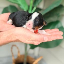 Orange - Tri-color male Bernedoodle puppy in Charleston, South Carolina from Palm Belle Doodles
