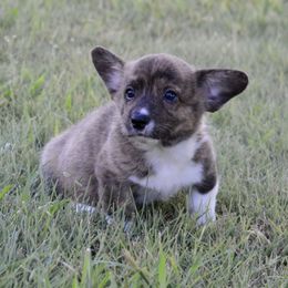 Blue - Brindle and white male American Corgi puppy in Rose Hill, Kansas from JB Liberty Corgis
