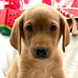 Purple - Yellow female Labrador Retriever puppy in Heath Springs, South Carolina from Rich Hill Retrievers